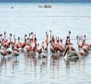 Ol Pejeta Conservancy to Lake Nakuru National Park
