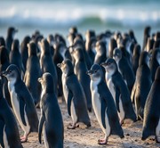 Melbourne - Full Day tour to Philip Island
