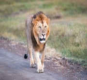 Full Day Game Drive in Masai Mara